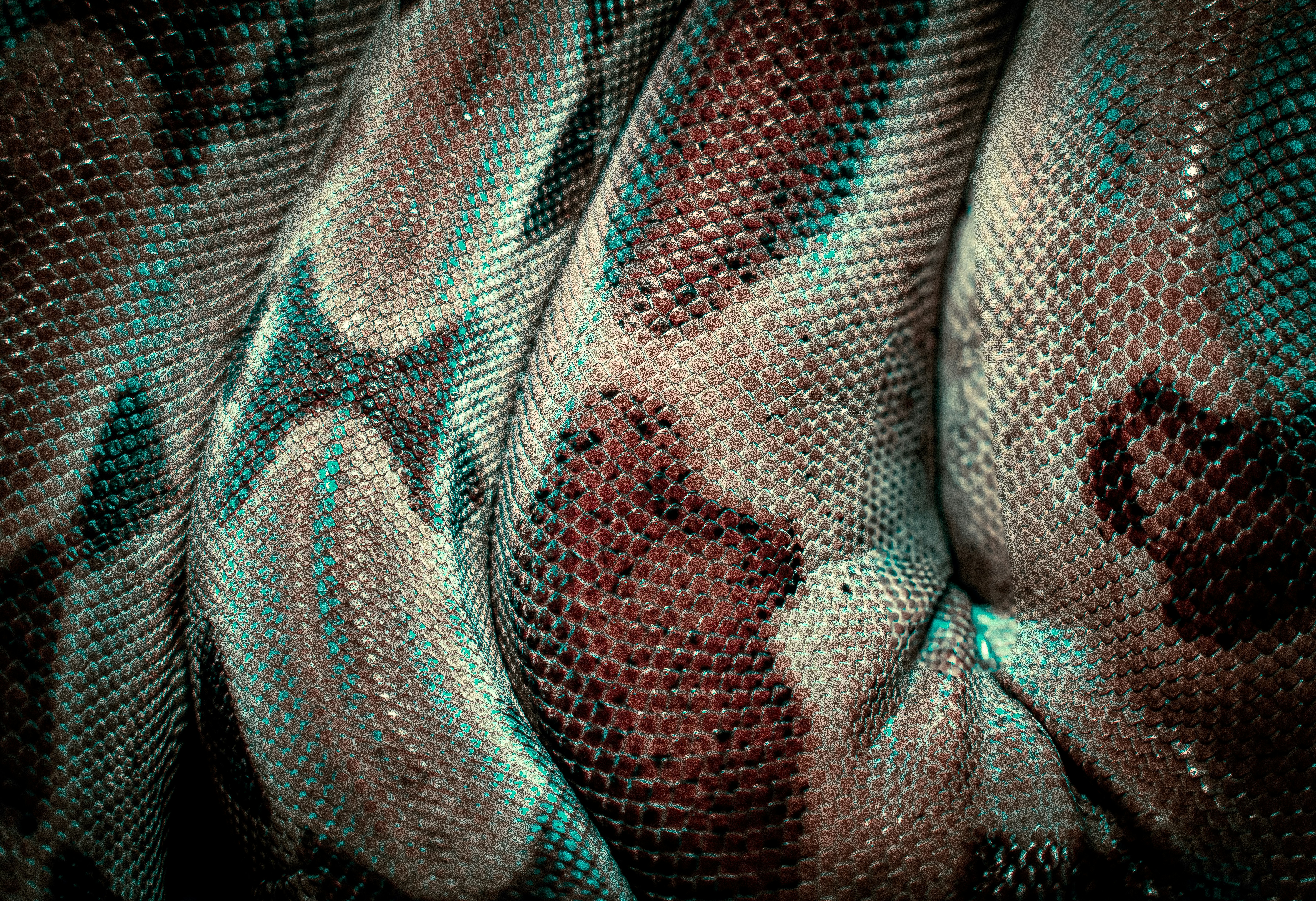 Is it a Scarf or is it a Boa Constrictor?