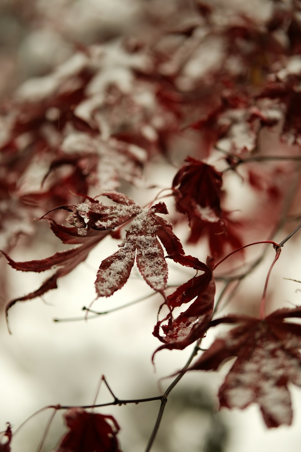 a close up of a tree with red leaves