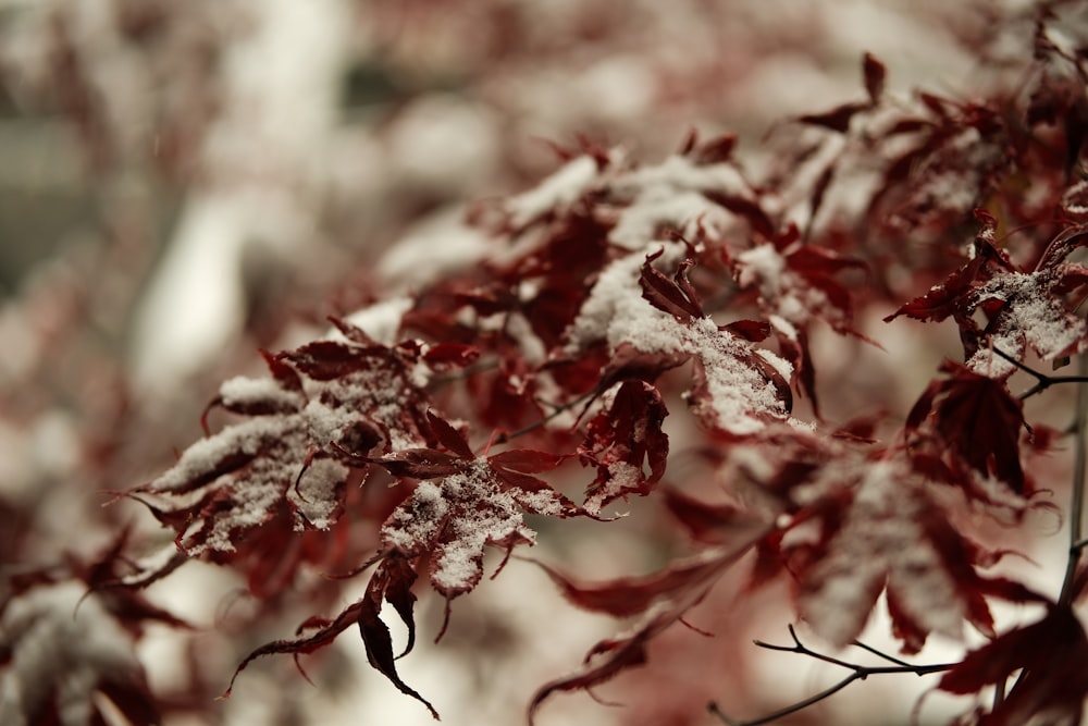 a close up of a tree with snow on it