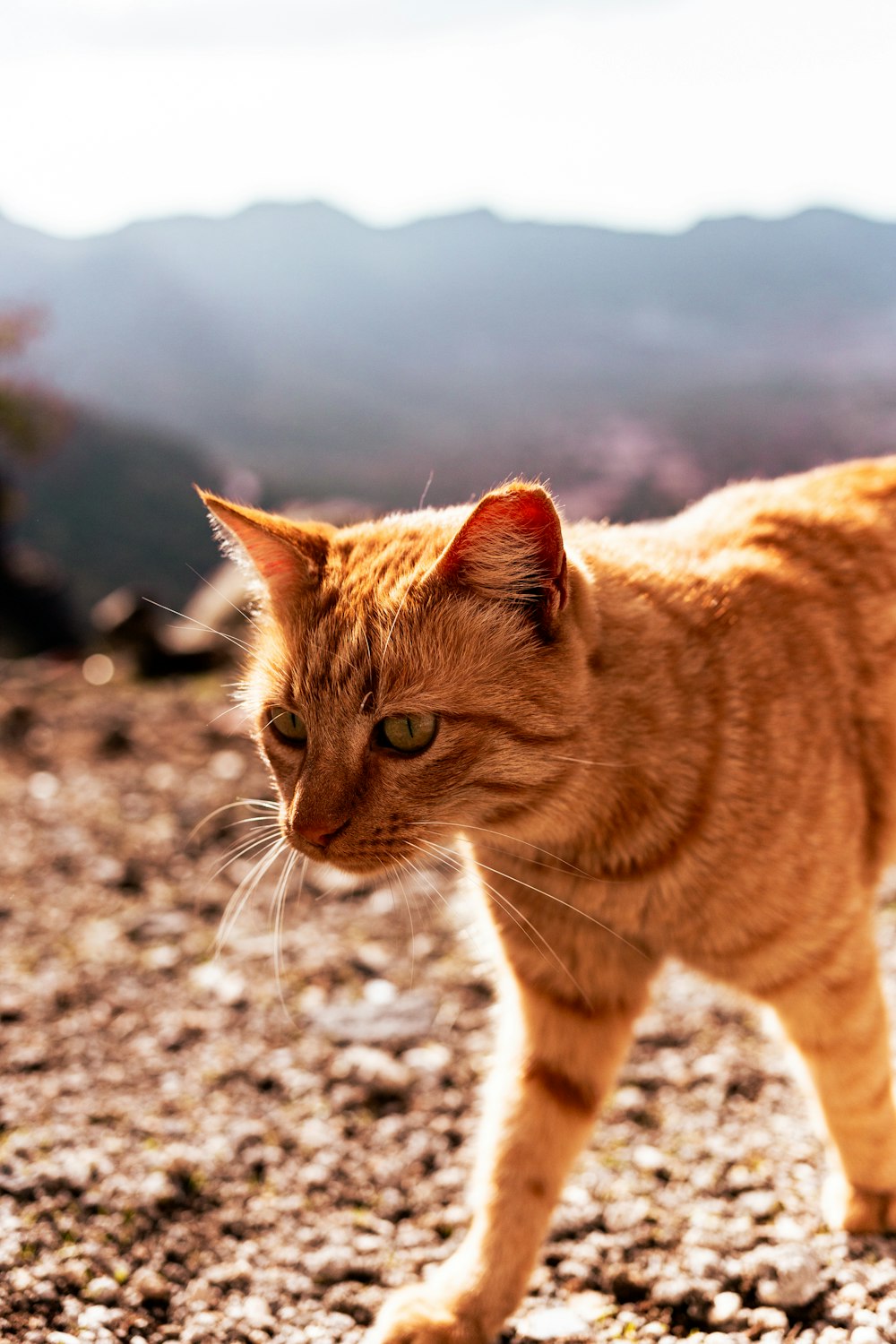 an orange cat walking across a rocky field