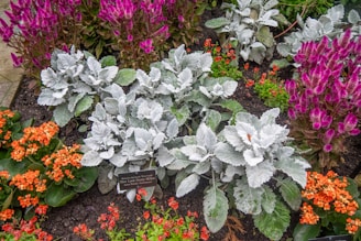 A garden bed filled with a variety of colorful flowers and plants. In the center are large, leafy plants with silvery-green foliage. Surrounding these are vibrant pink and purple flowers, as well as small orange flowers scattered throughout. The plants are healthy and lush, thriving in the well-tended soil.