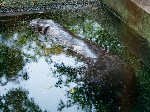 A large aquatic animal, possibly a manatee or similar creature, rests partially submerged in a pool of water. The water reflects surrounding greenery and appears slightly murky. The animal's smooth skin glistens under the natural light, adding a serene feel to the scene.