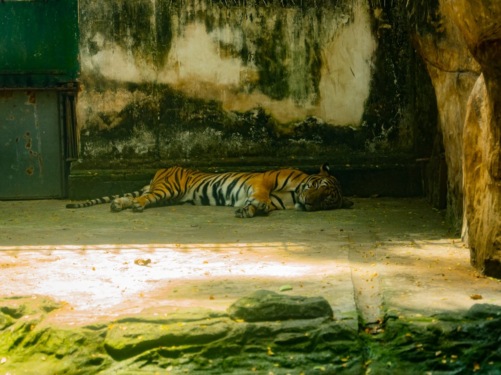 a tiger laying on the ground in a zoo