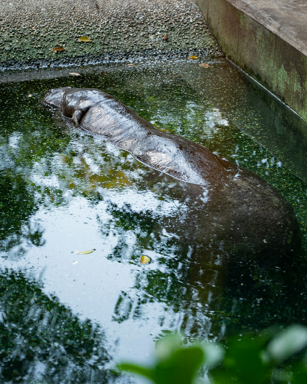 a large animal laying on top of a body of water