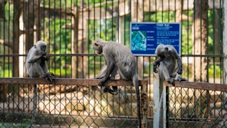 Three monkeys are perched on a metal fence in an enclosure. The background includes a blurred sign and greenery, indicating a possible zoo or similar environment. Each monkey is engaged in different activity, adding a sense of natural behavior.