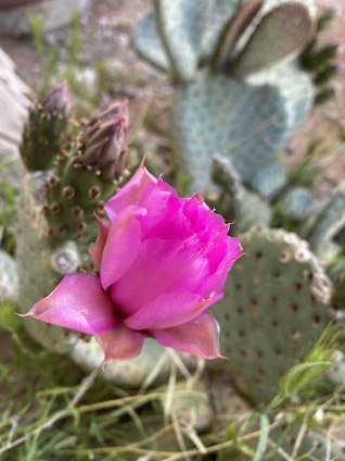 A vibrant hot pink blouse with a subtle cactus print, styled with denim and silver accessories.
