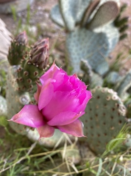 A vibrant pink cactus flower is blooming, surrounded by green, paddle-shaped cactus pads with small spines. The background includes blurred greenery and earthy tones, highlighting the flower's vivid hue.