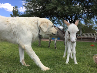 A joyful dog and a curious donkey basking together under the warm California sun on the ranch.