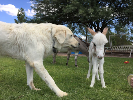 A joyful dog and a curious donkey basking together under the warm California sun on the ranch.