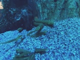 Several leeches visible through clear water in a glass tank.