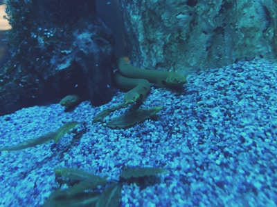 Several leeches visible through clear water in a glass tank.
