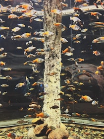 A large aquarium filled with a variety of colorful fish swimming around a central column. The fish display a range of colors from orange to blue, adding vibrancy to the water. Pebbles and rocks are scattered at the bottom, while the glass enclosure reflects light, creating a shimmering effect.