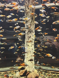 A stunning aquarium filled with ornamental fish.