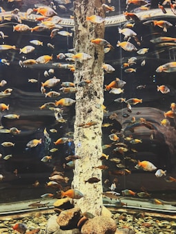 A large aquarium filled with a variety of colorful fish swimming around a central column. The fish display a range of colors from orange to blue, adding vibrancy to the water. Pebbles and rocks are scattered at the bottom, while the glass enclosure reflects light, creating a shimmering effect.