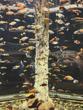 A large aquarium filled with a variety of colorful fish swimming around a central column. The fish display a range of colors from orange to blue, adding vibrancy to the water. Pebbles and rocks are scattered at the bottom, while the glass enclosure reflects light, creating a shimmering effect.