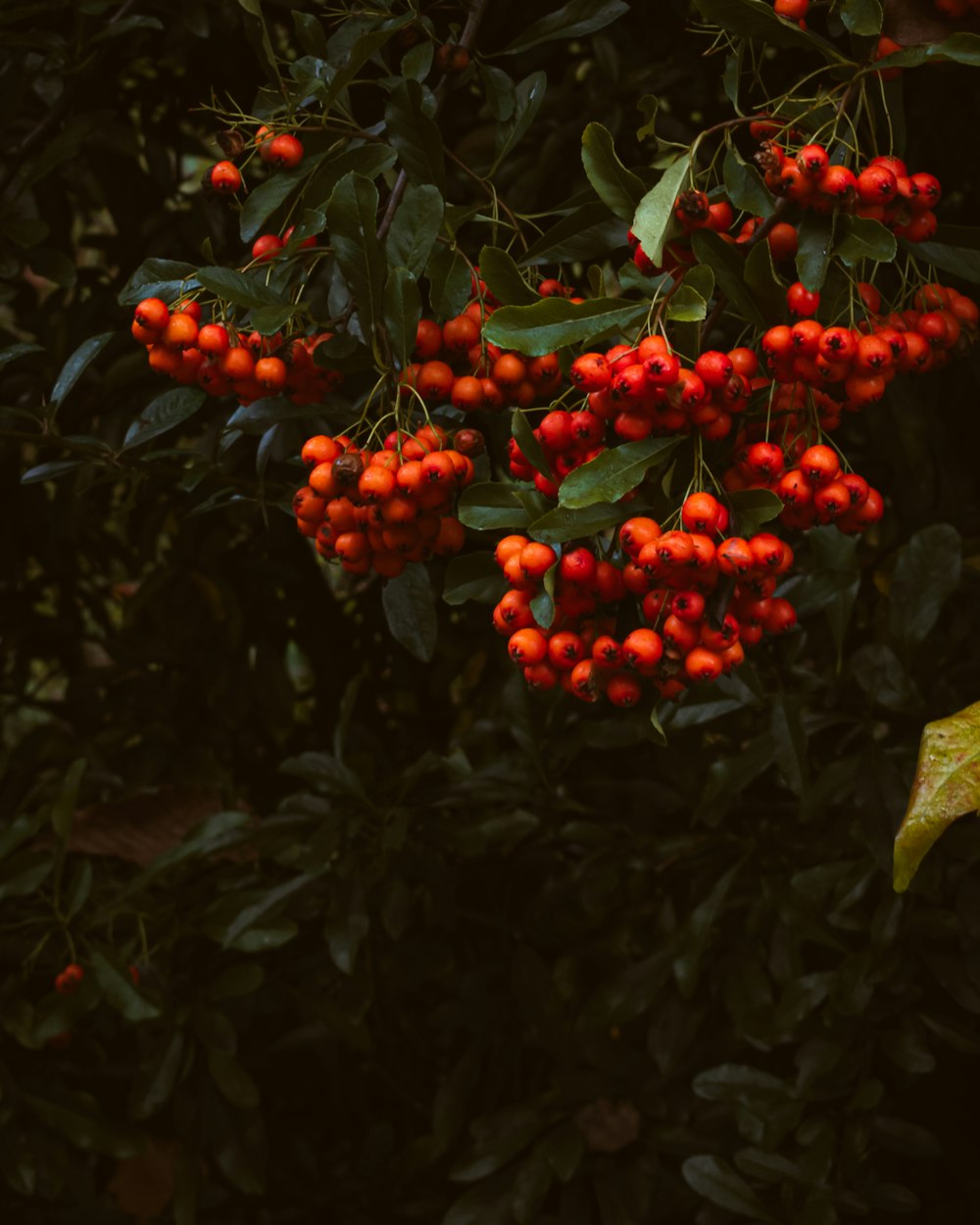 a bunch of red berries hanging from a tree