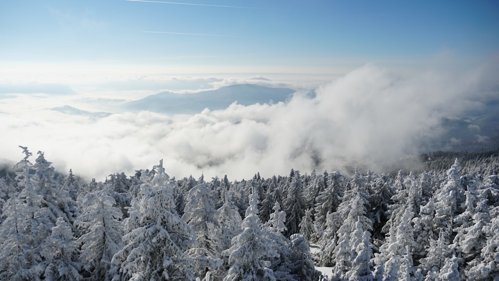 a view of a snowy mountain with trees covered in snow