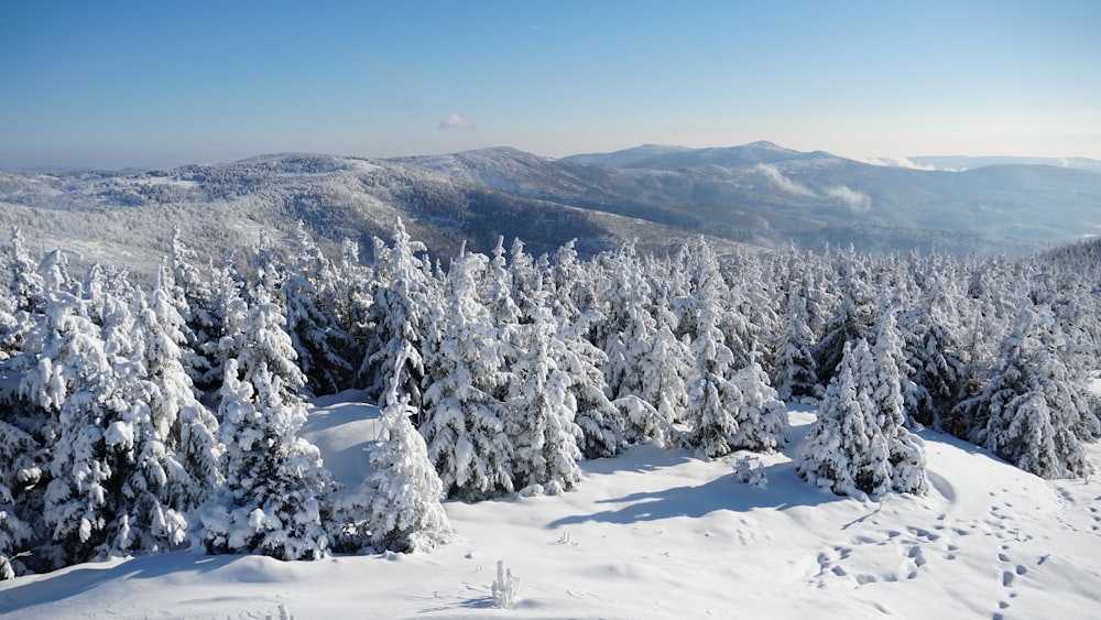 a view of a snowy mountain with trees in the foreground