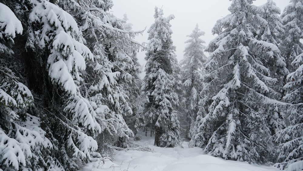 a snow covered forest filled with lots of trees