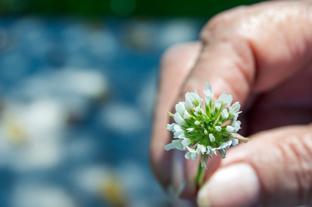 a person holding a small white flower in their hand
