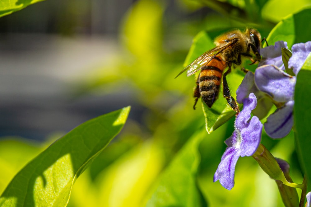 a bee that is sitting on a flower