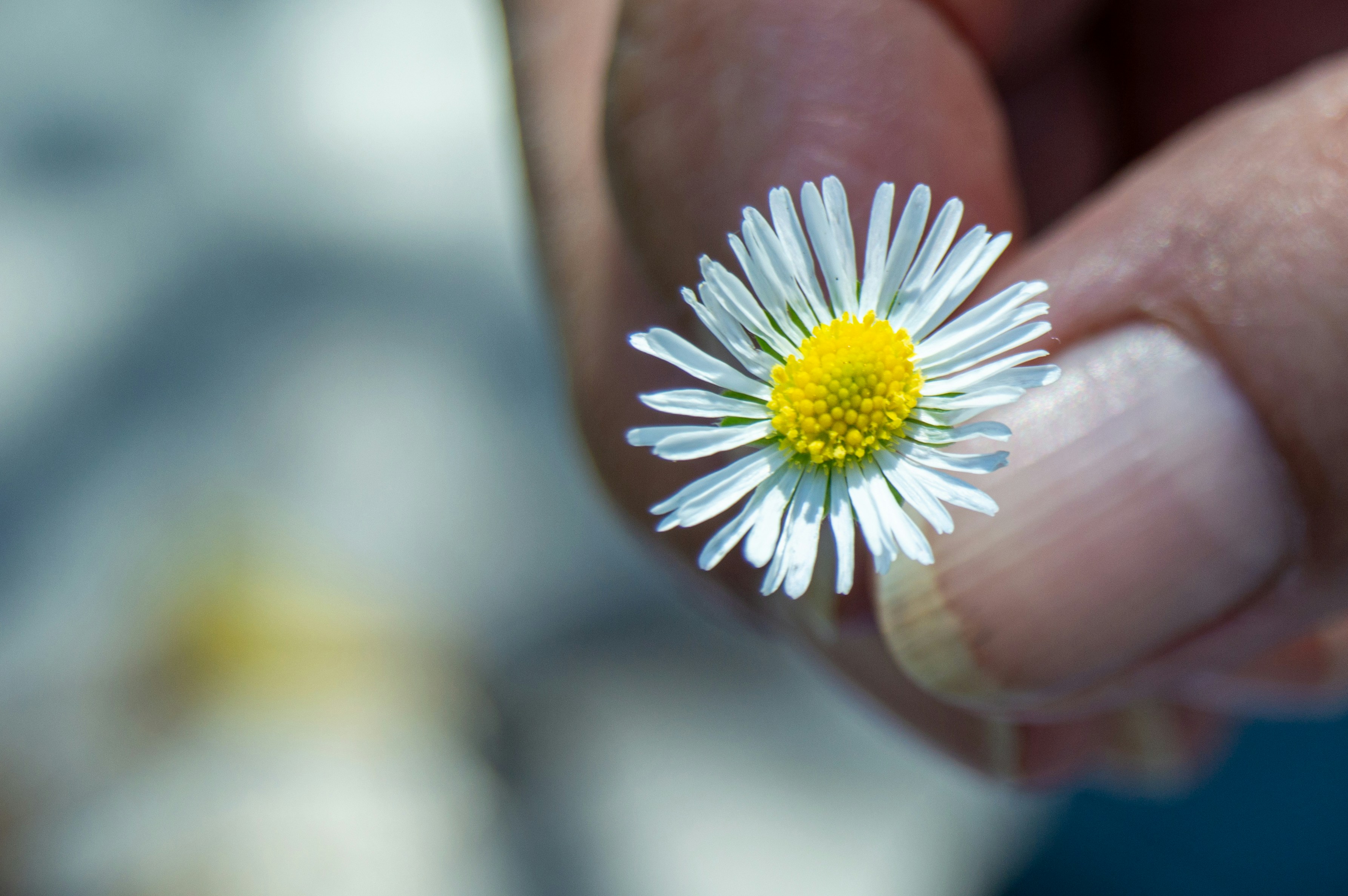 a person holding a tiny daisy in their hand