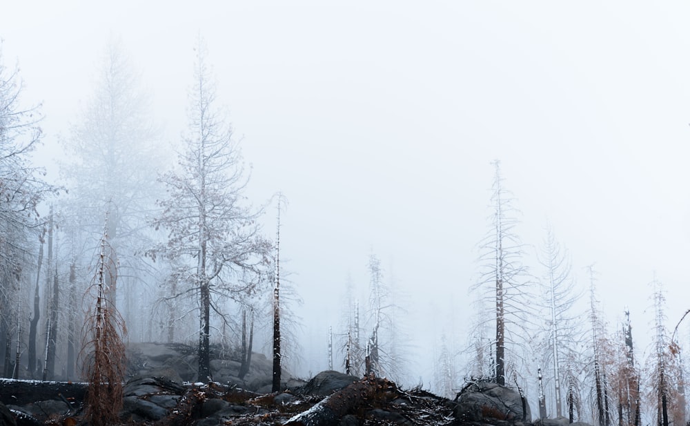 a forest filled with lots of trees covered in snow