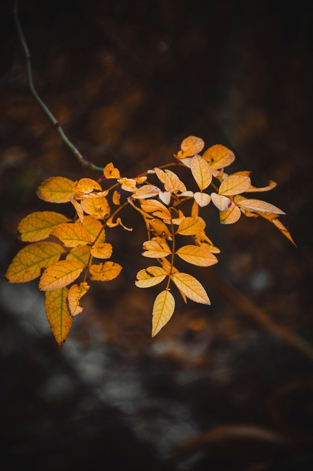 a branch of a tree with yellow leaves