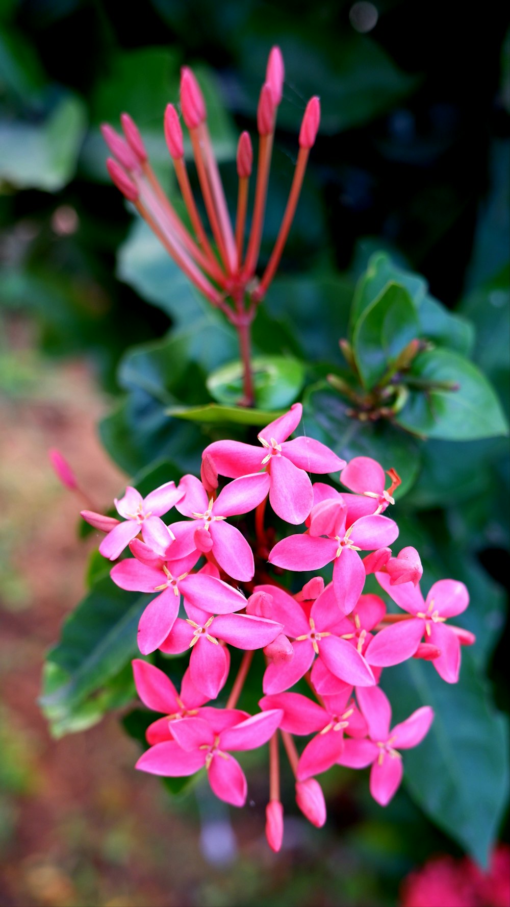 a close up of a pink flower with green leaves