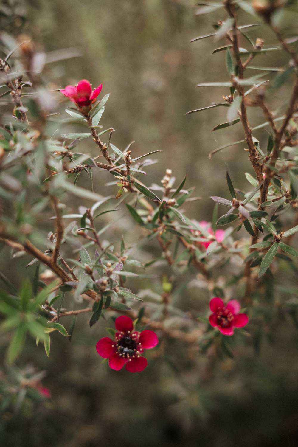 a bush with red flowers and green leaves