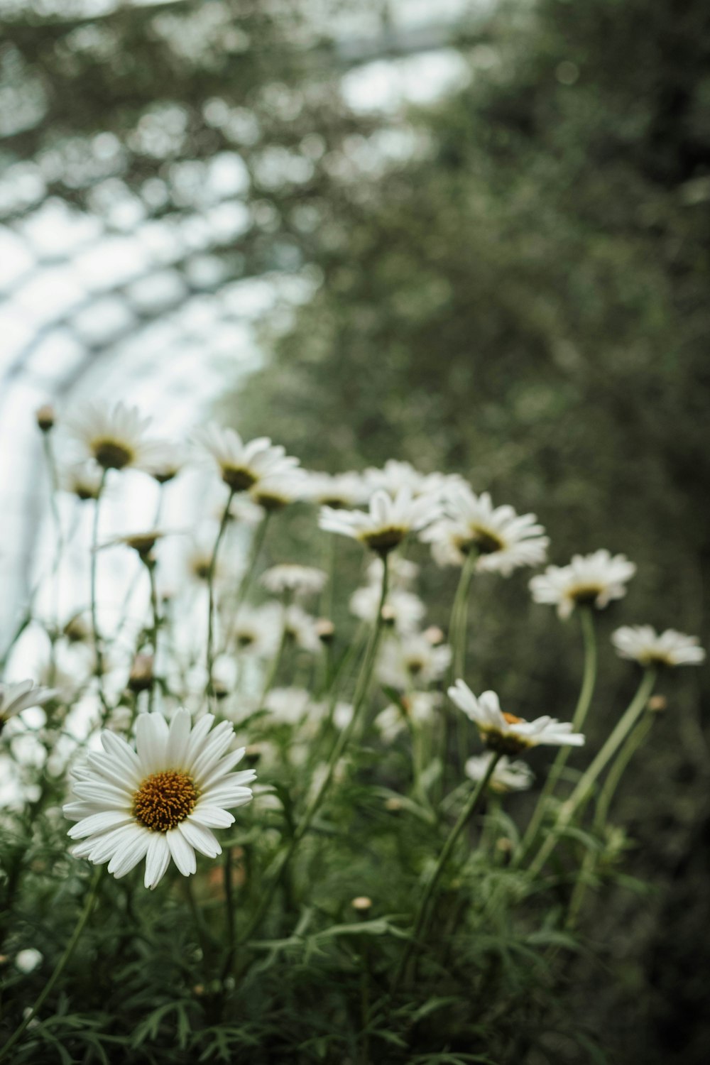 a bunch of flowers that are in the grass