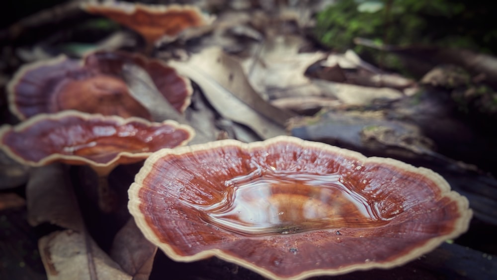 a group of mushrooms sitting on top of a forest floor