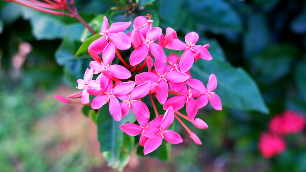 a bunch of pink flowers that are on a tree