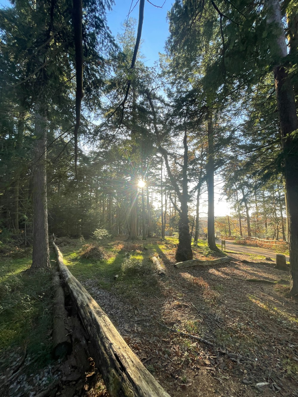 the sun is shining through the trees in the woods