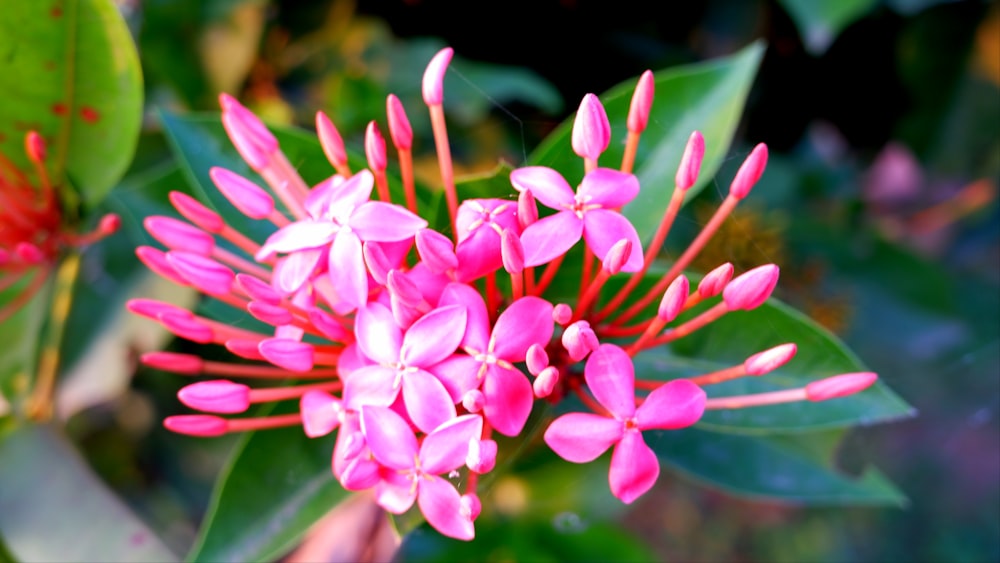 a close up of a pink flower with green leaves