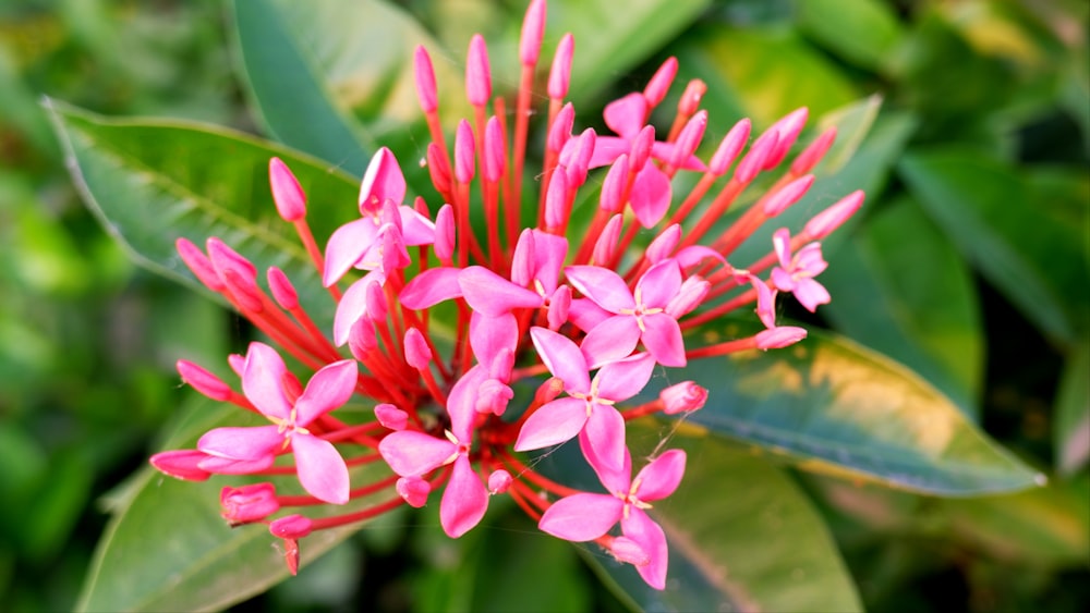 a pink flower with green leaves in the background