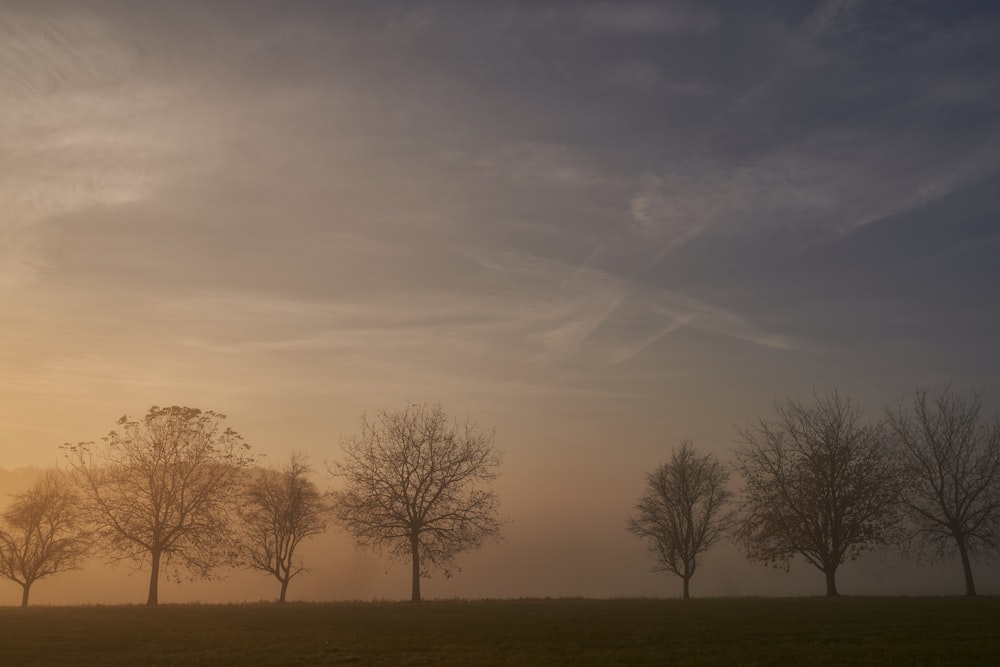 a group of trees in a field with the sun in the background