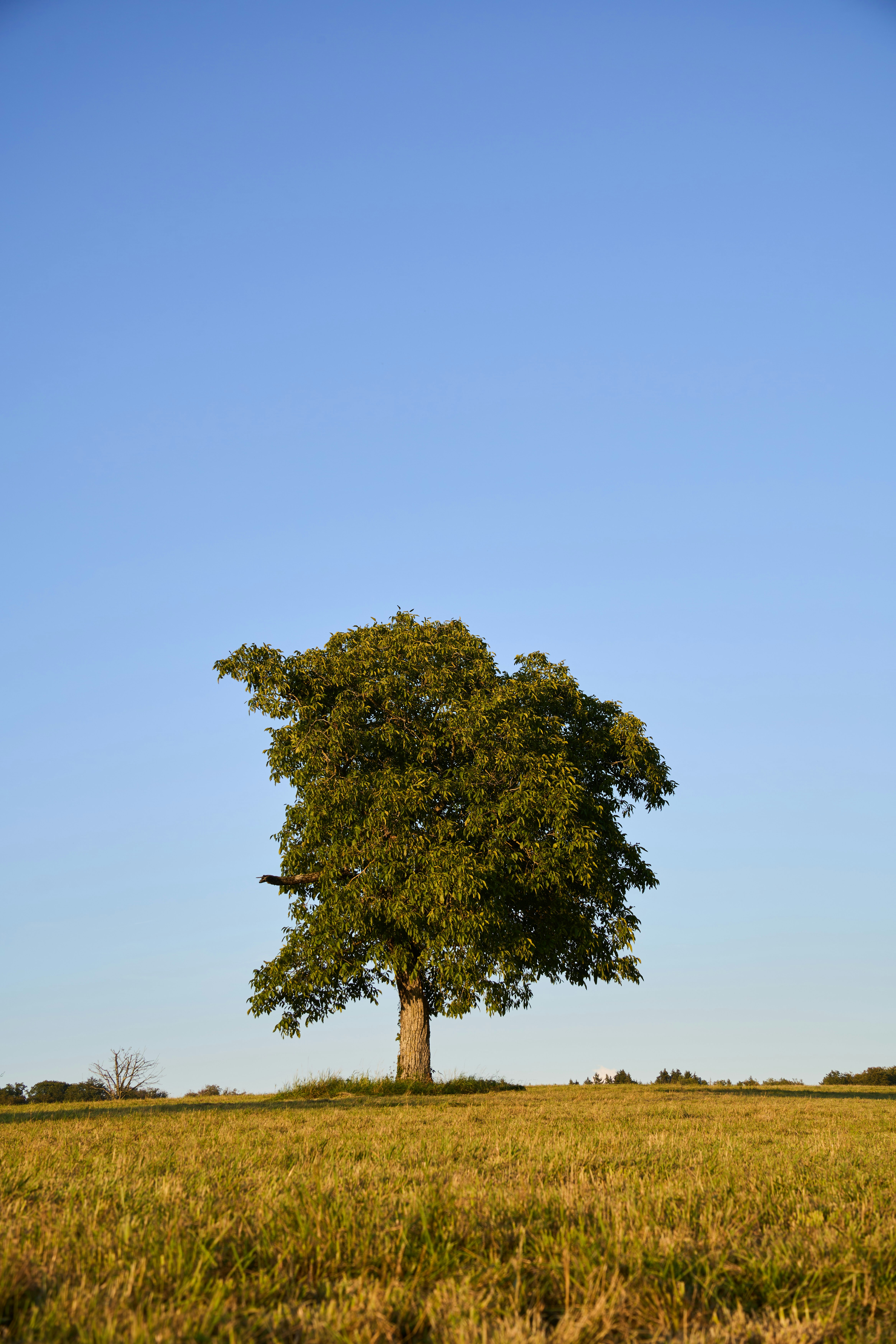 Photo by wolfgang_hasselmann