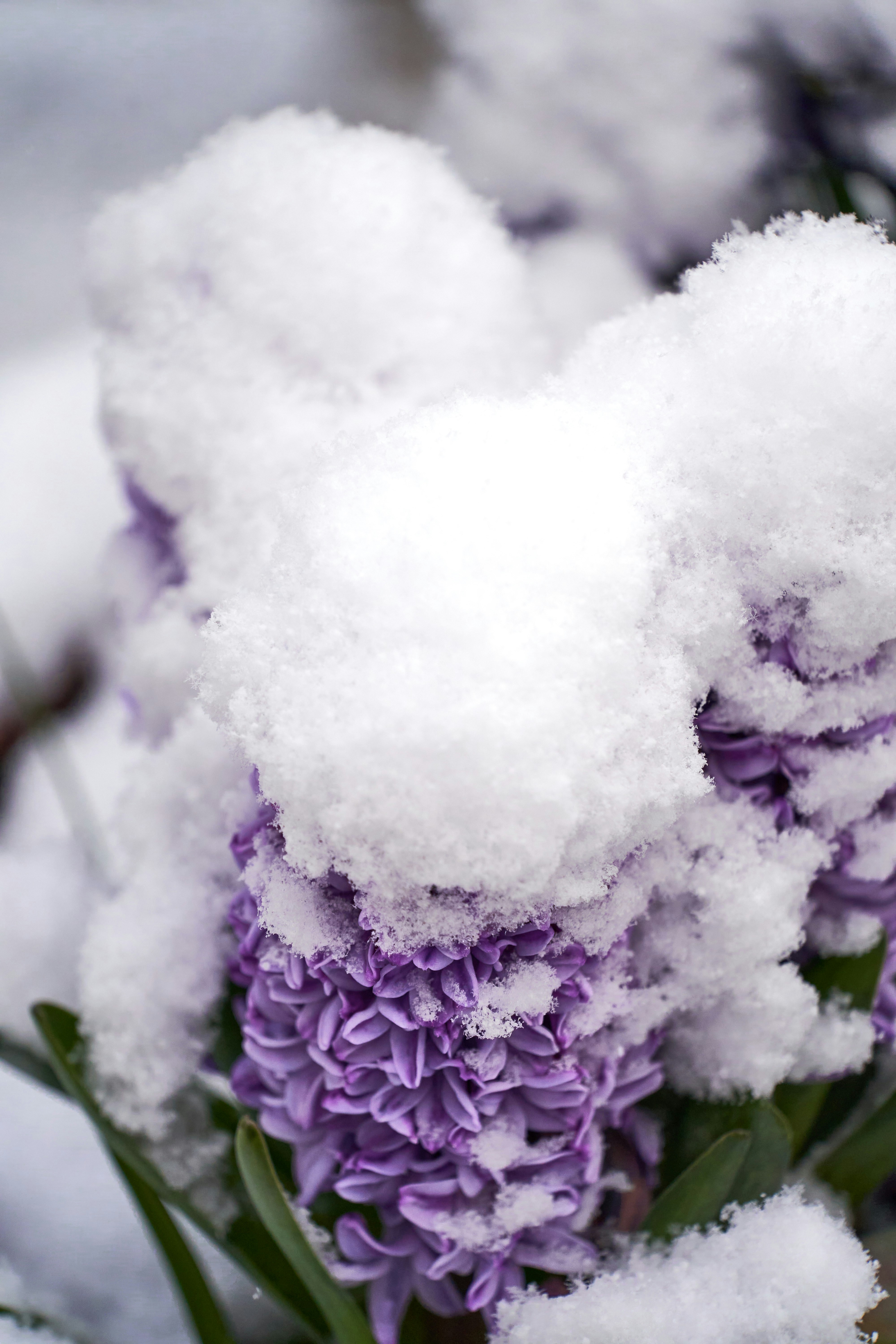 Photo by wolfgang_hasselmann