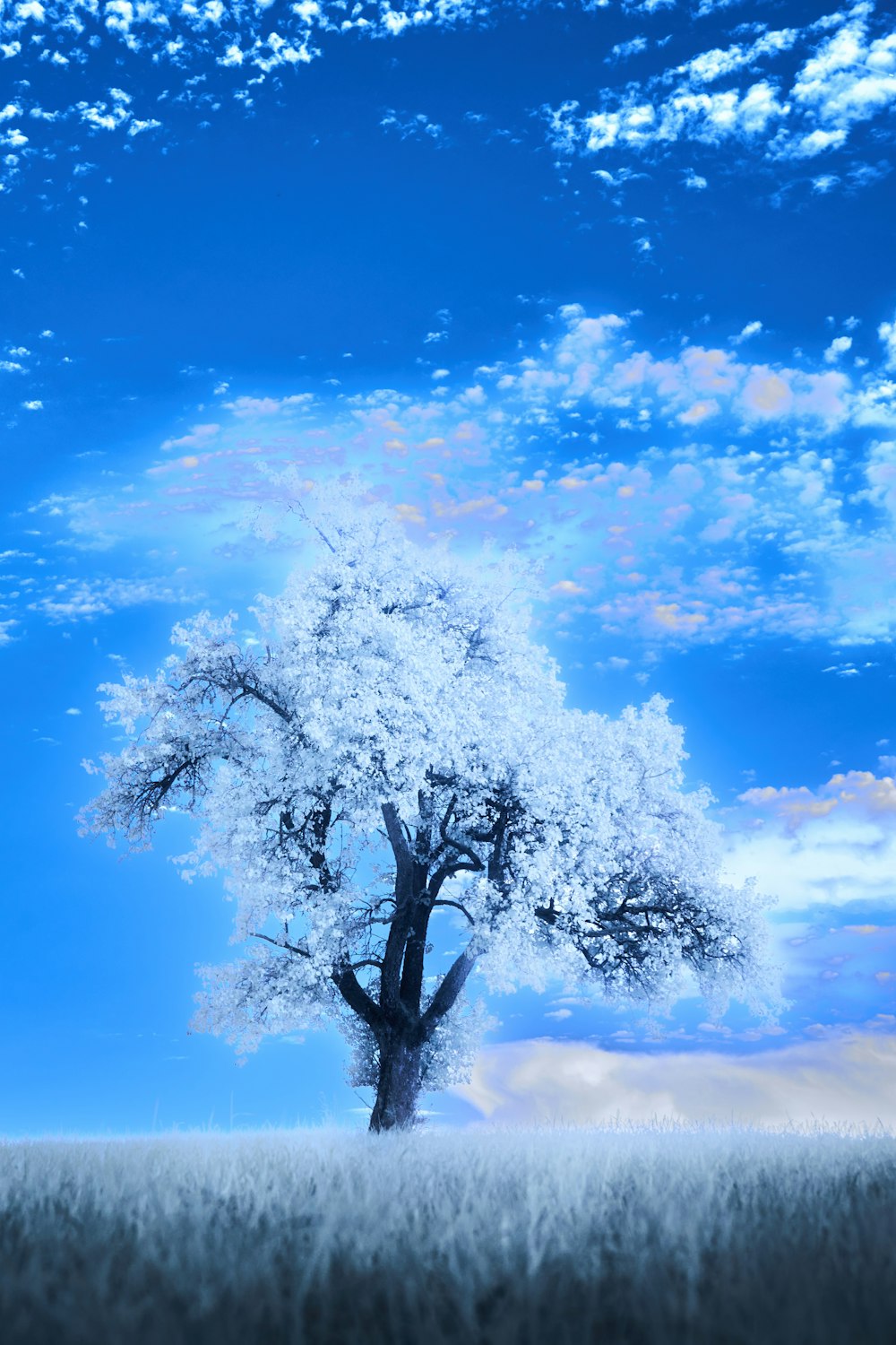 a lone tree in a field under a blue sky