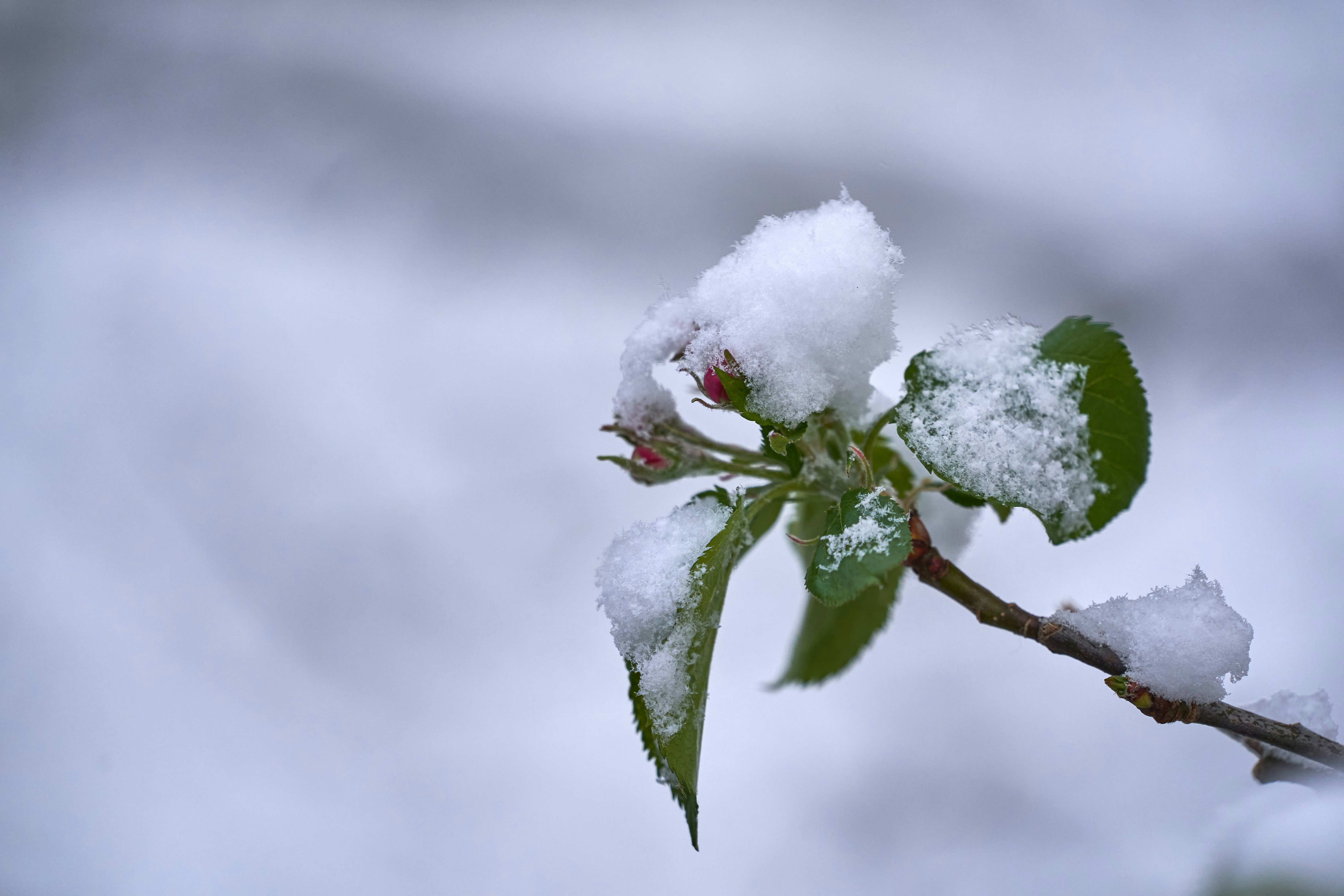 Photo by wolfgang_hasselmann