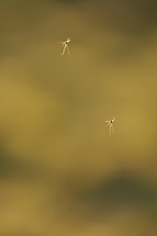 Two mosquitoes are flying in a blurred green background. The mosquitoes are small with thin legs, and their wings are visible in motion. The background is out of focus, creating a smooth bokeh effect.