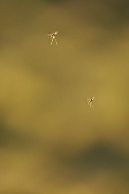 Two mosquitoes are flying in a blurred green background. The mosquitoes are small with thin legs, and their wings are visible in motion. The background is out of focus, creating a smooth bokeh effect.