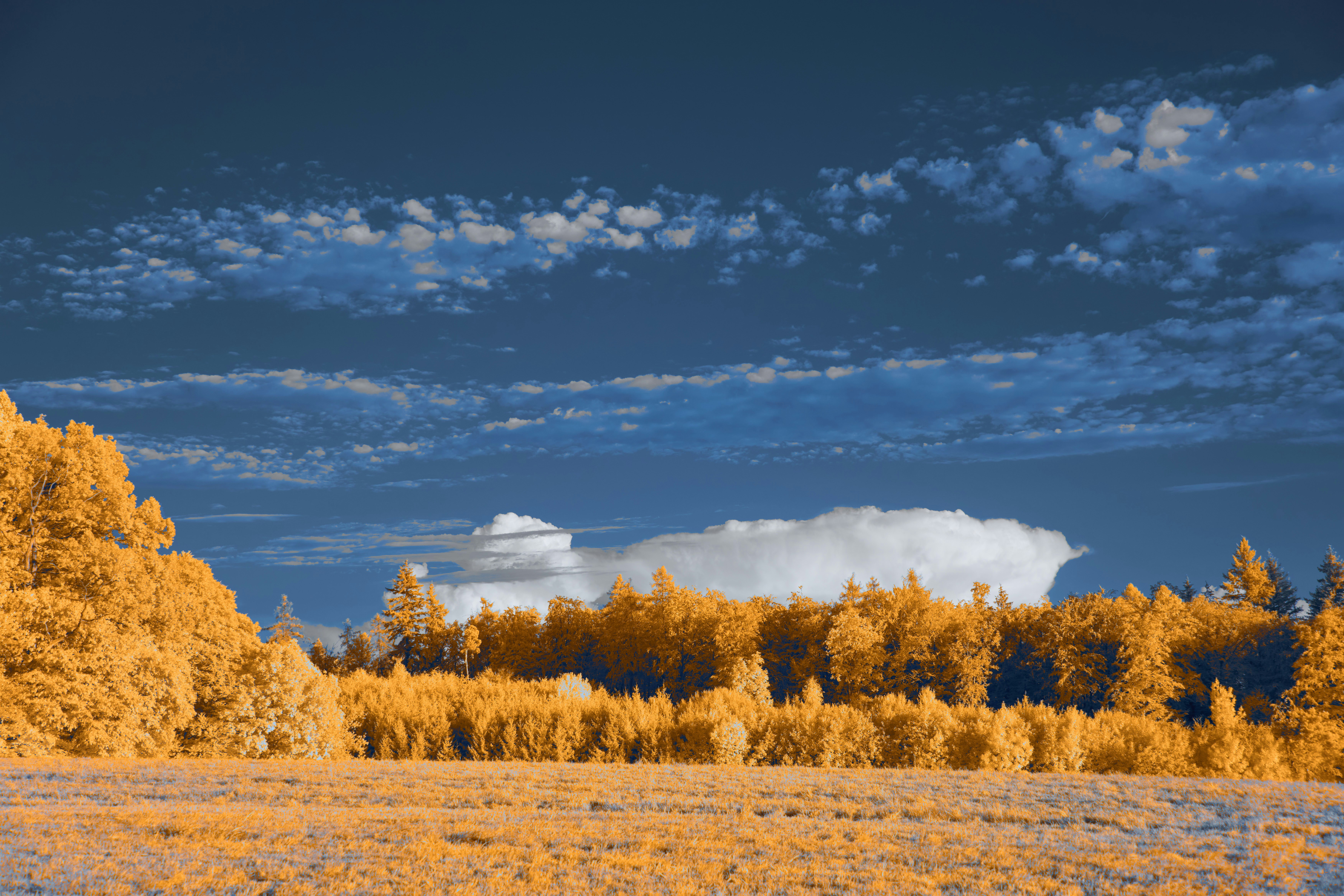 Photo by wolfgang_hasselmann