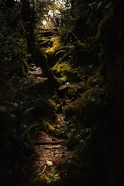 A serene forest trail bathed in soft mossy green light, symbolizing a journey of growth.