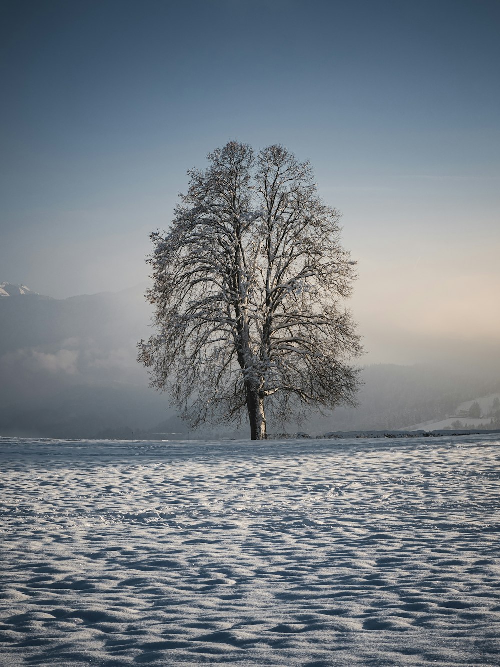 a lone tree in the middle of a snowy field