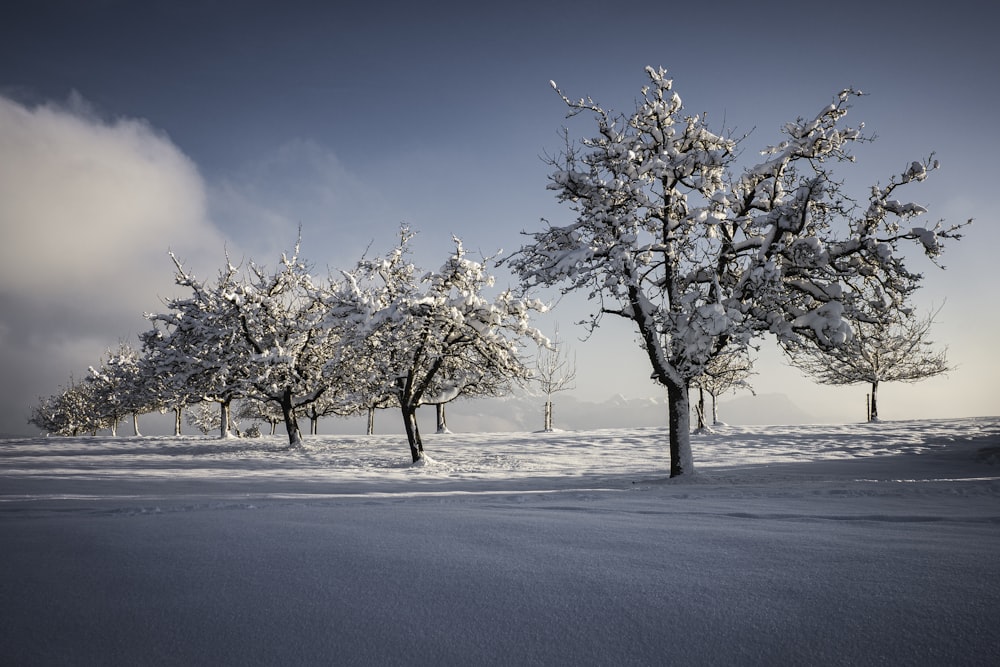 a row of trees covered in snow on a hill