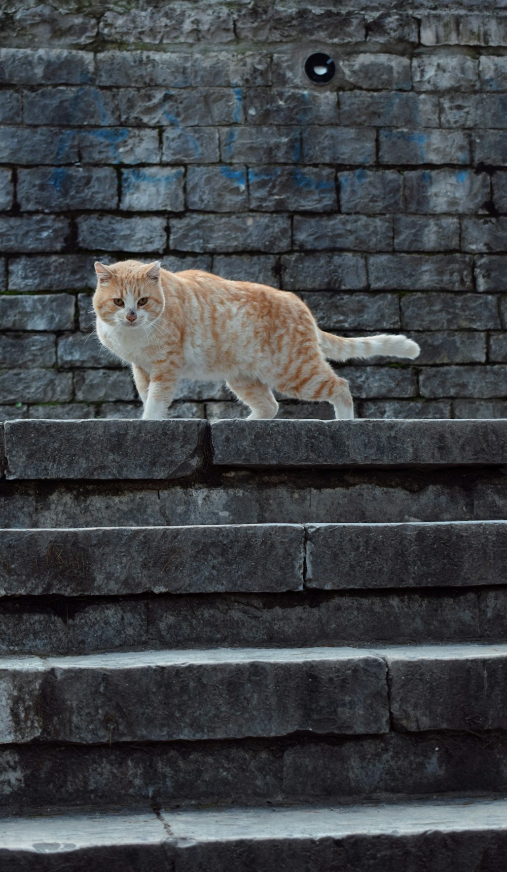 an orange and white cat walking down some steps