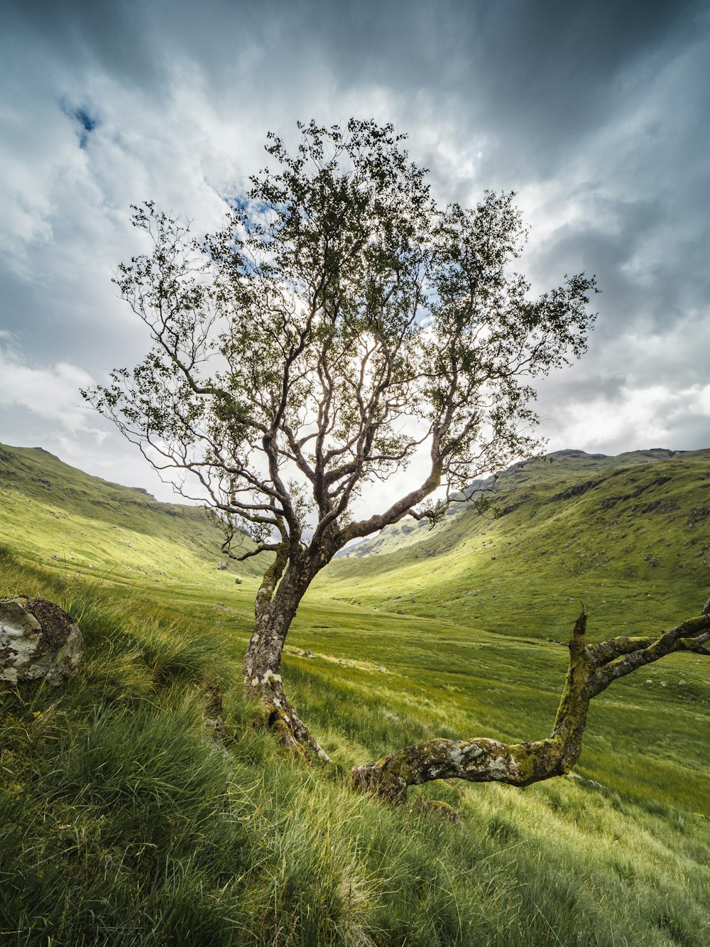 a lone tree in the middle of a grassy field