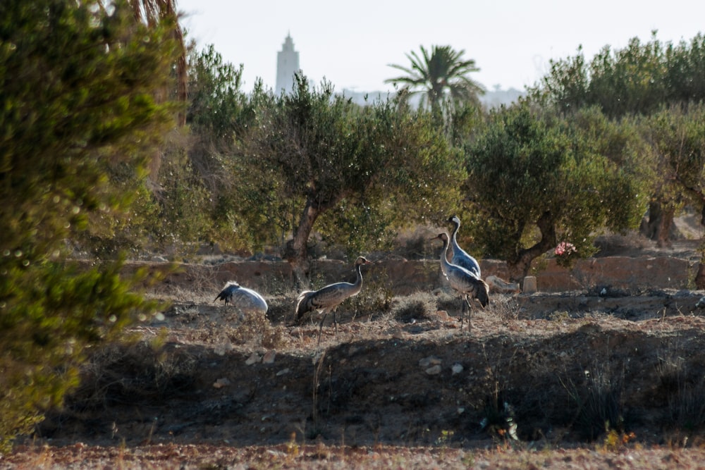 a group of birds that are standing in the dirt